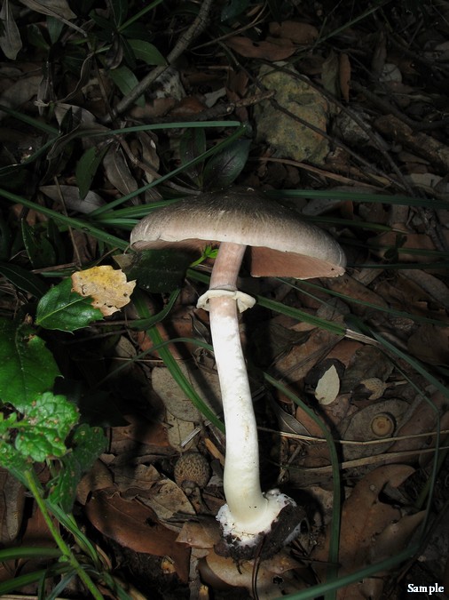 Agaricus moelleri  Wasser